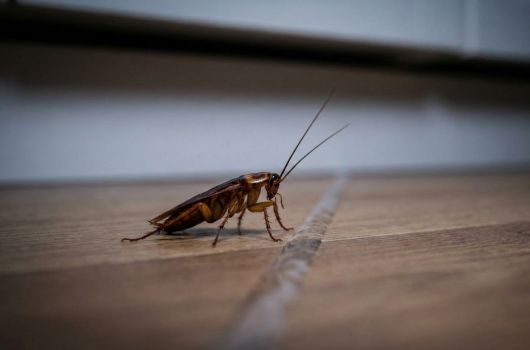 remedio casero para eliminar cucarachas