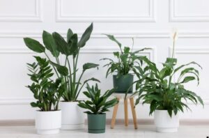 app para identificar plantas