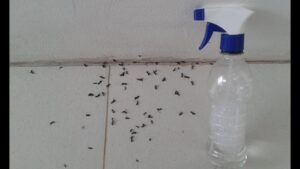 mezcla caseira para matar formigas
