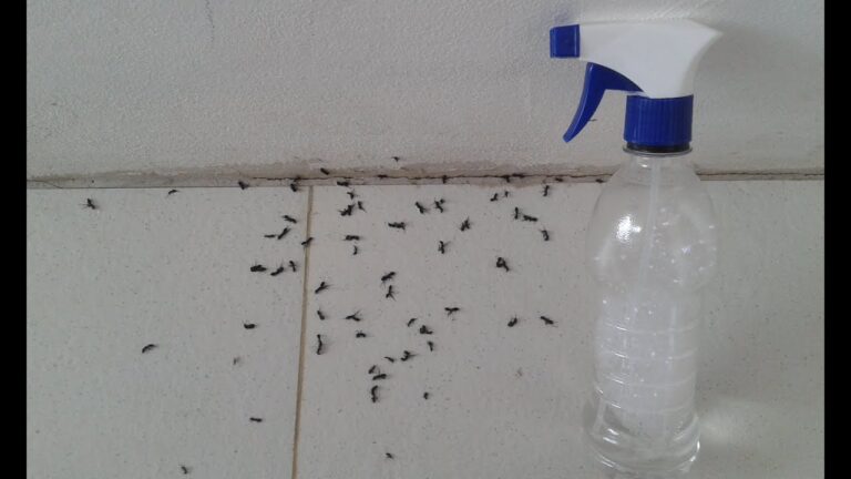 mezcla caseira para matar formigas