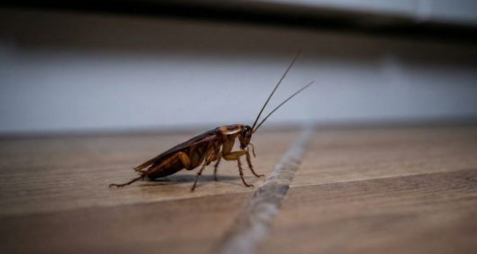 remédio caseiro para eliminar baratas